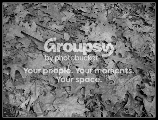 leaves.jpg