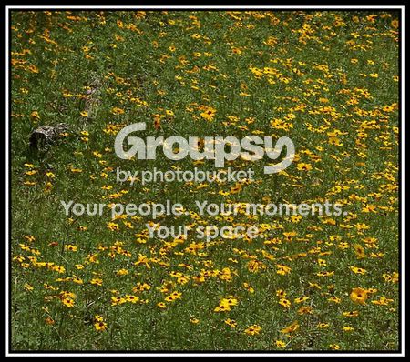 yellowflowerbed-lowquality.jpg