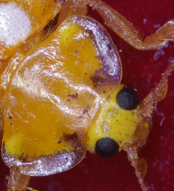 ladybird_06.jpg