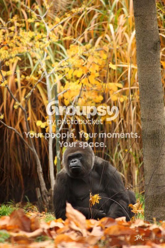 Gorilla-ToledoZoo-200811.jpg