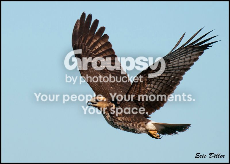 PIC_7726-copycopy.jpg