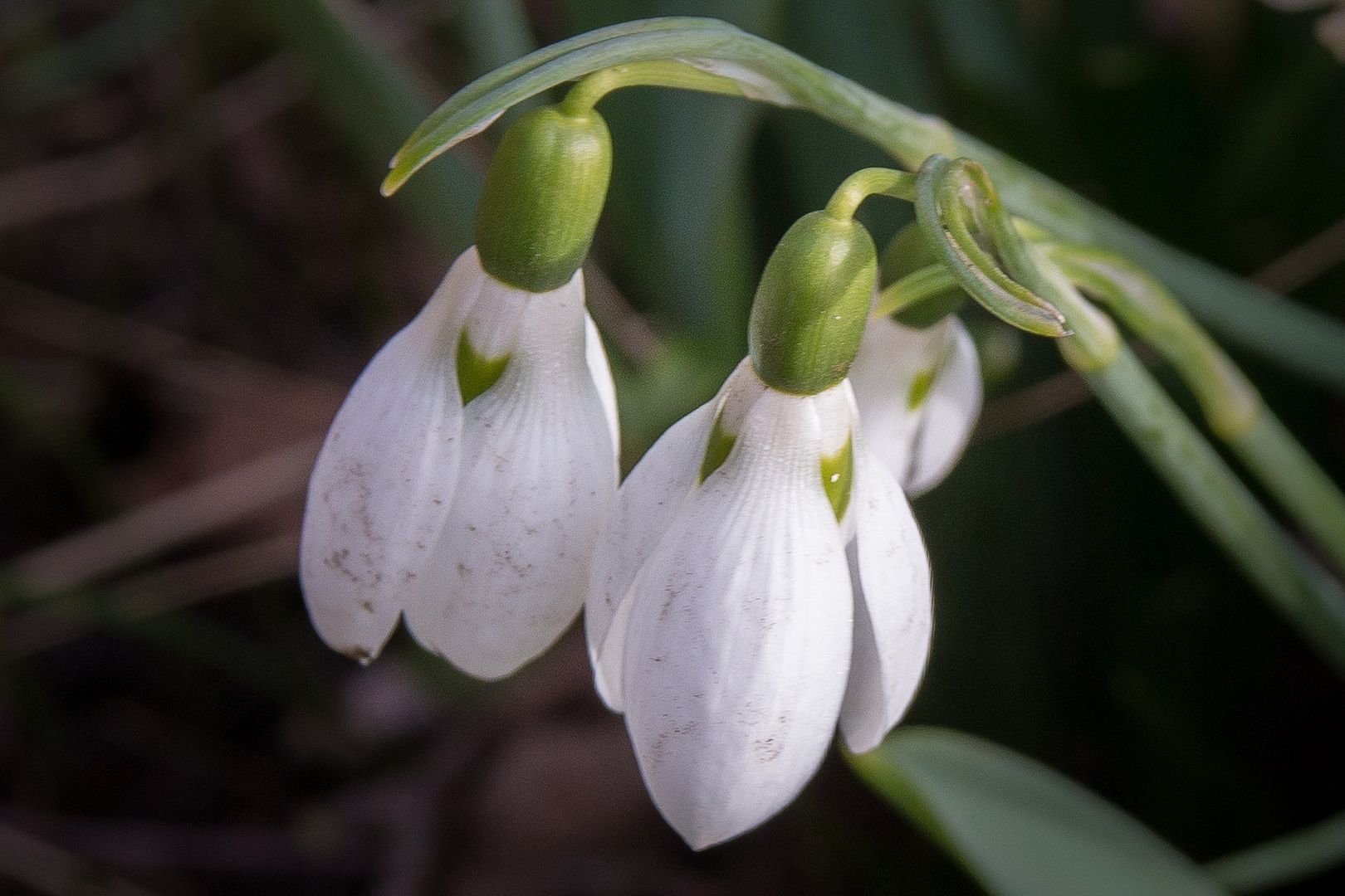 snowdrop3_zps9951e48e.jpg