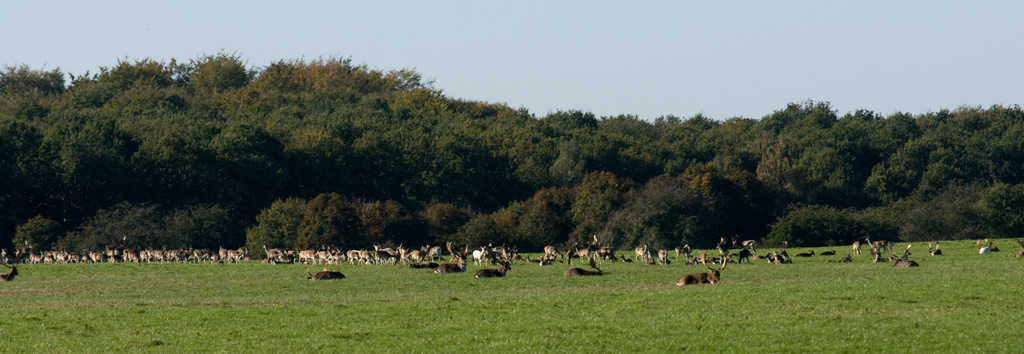 deer_10.jpg