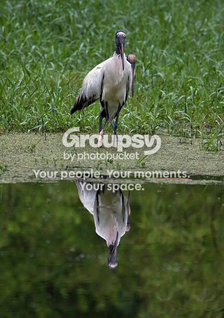 Woodstork-reflecting.jpg