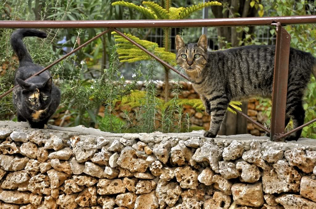 TwoCatsonMtCarmelIsrael.jpg