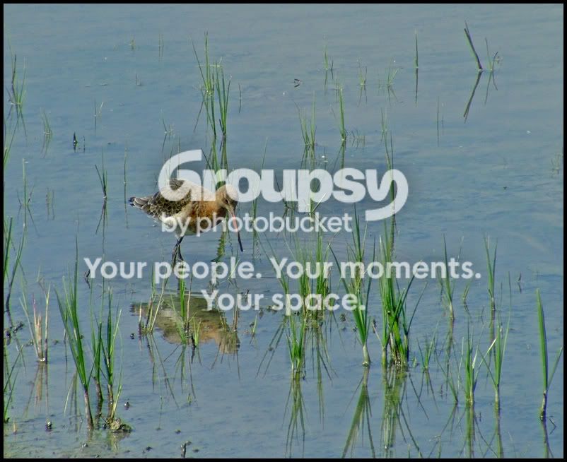 Curlew1.jpg