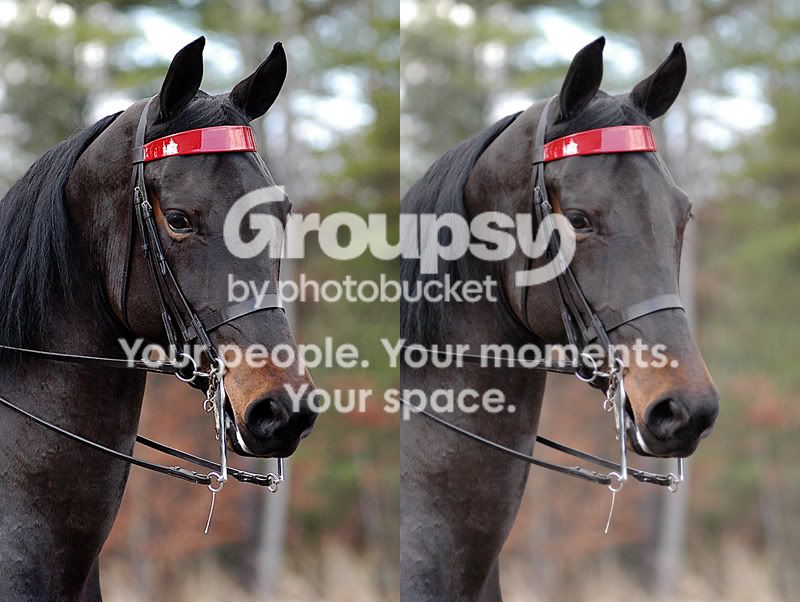 horseedit.jpg