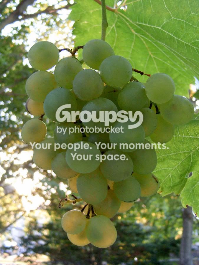 MyPix004.jpg