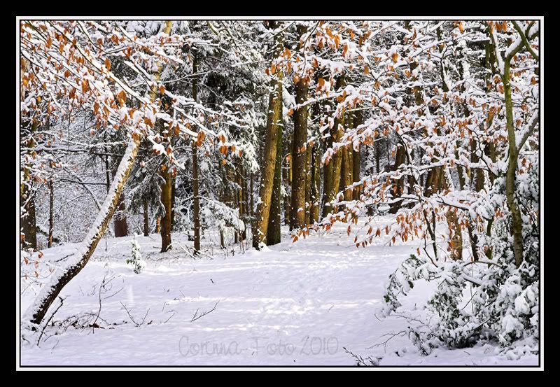 Wintertag1_Schulwald1.jpg