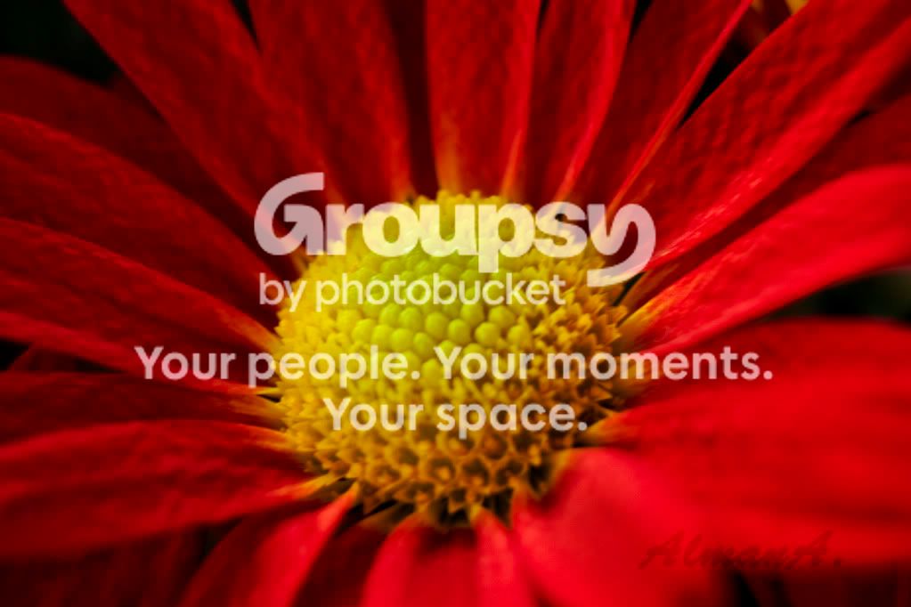 RedFlower.jpg