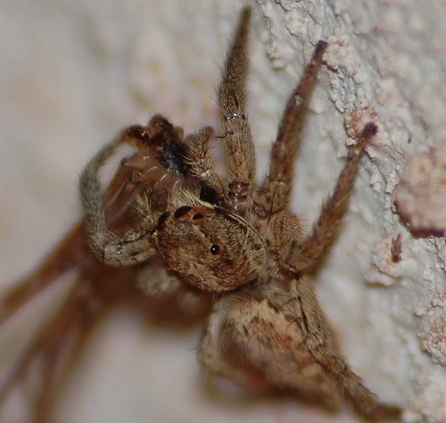 spider4.jpg