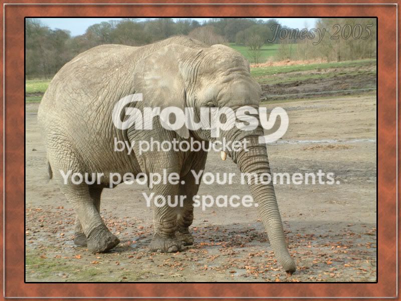 elephant.jpg