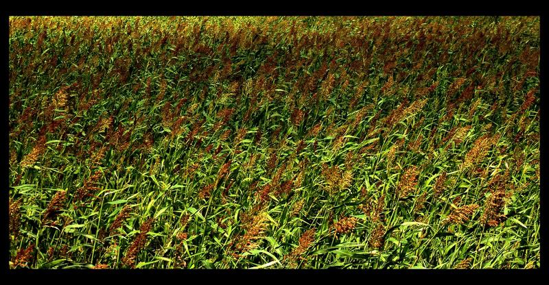 field1.jpg