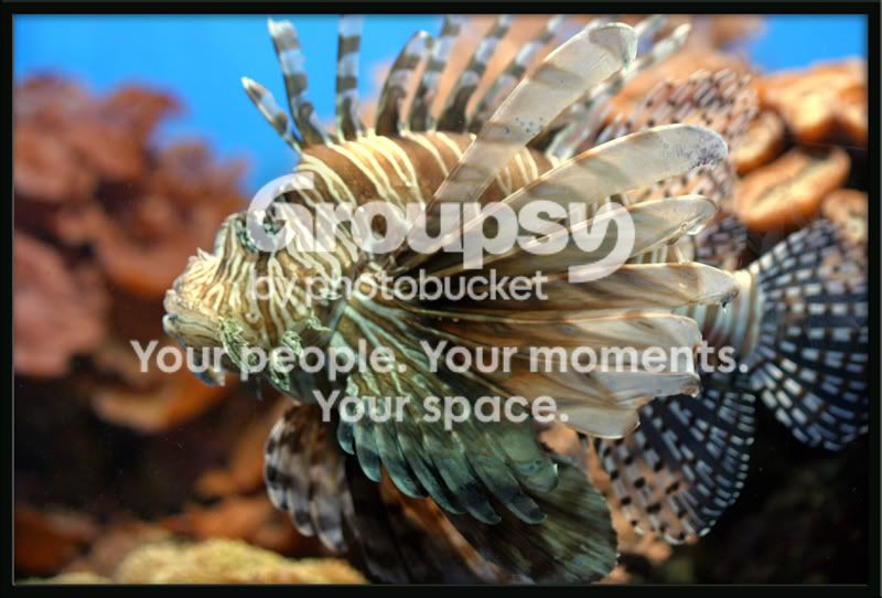 Aquarium20024a.jpg