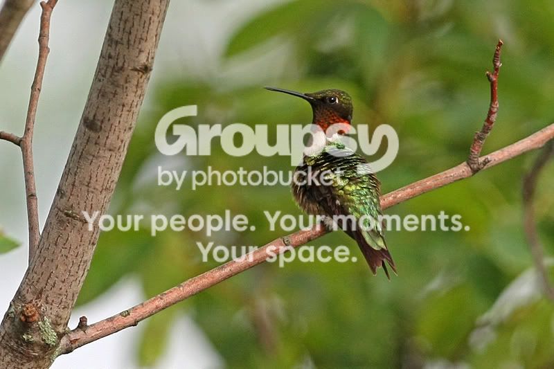 MRubyThroatinTree800.jpg
