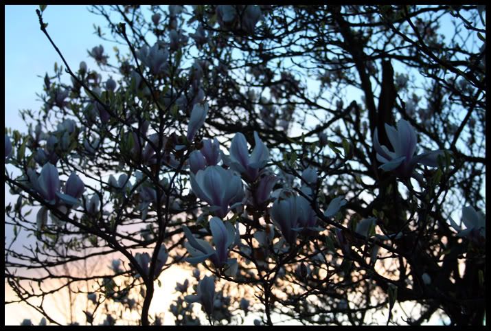 Blossom2.jpg