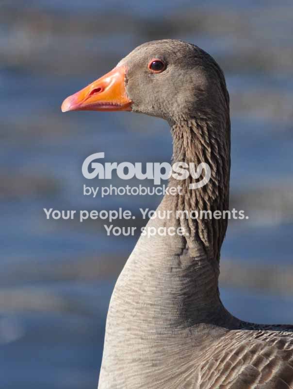 gooseprofileb-1.jpg