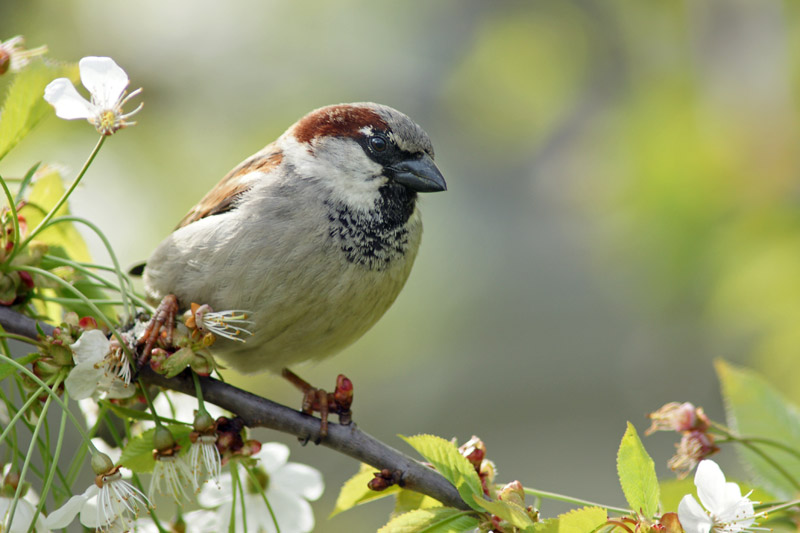 sparrow_03.jpg