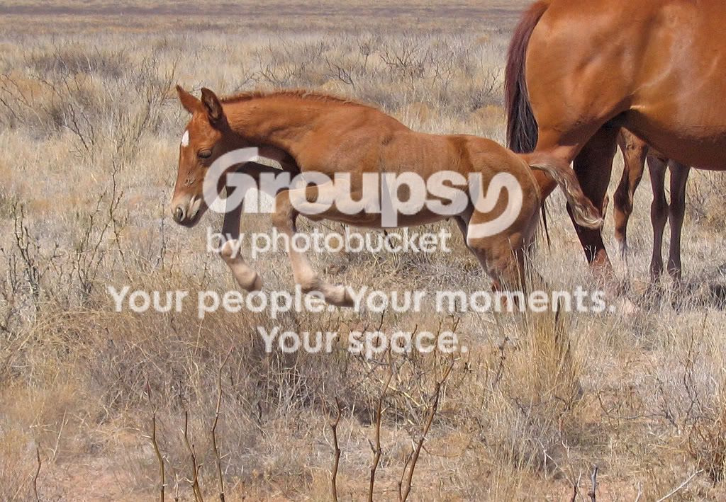 jumpingcolt.jpg