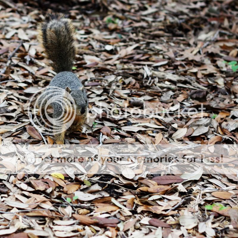Squirrelcrop.jpg