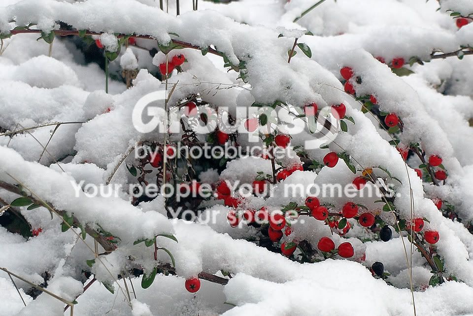 SnowAndBerries.jpg