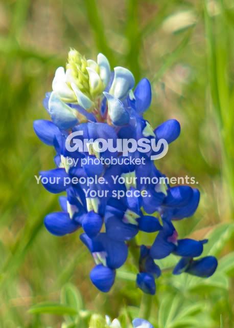 Bluebonnets.jpg