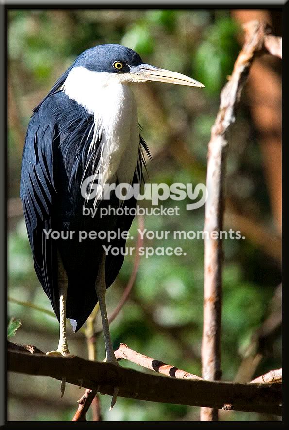 AustraliaBird1.jpg