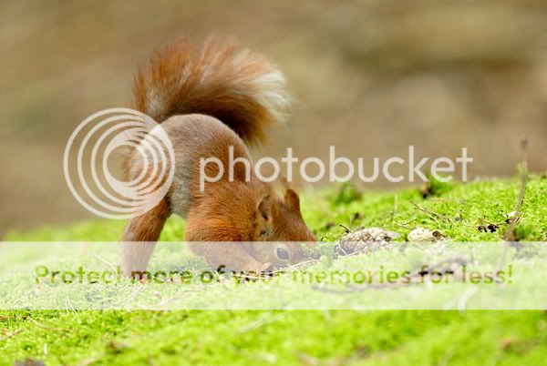 _D2N5982_squirell_one.jpg