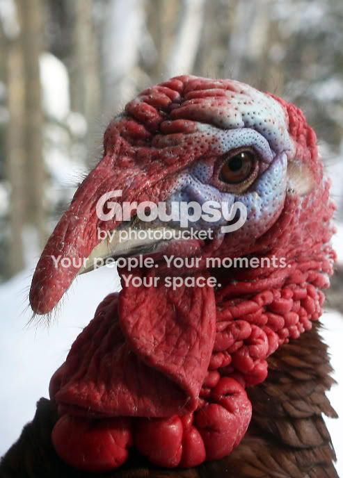turkeyheadcopy.jpg