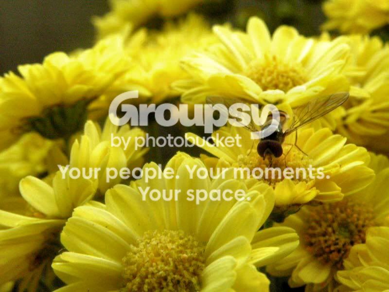 hoverfly2_web.jpg