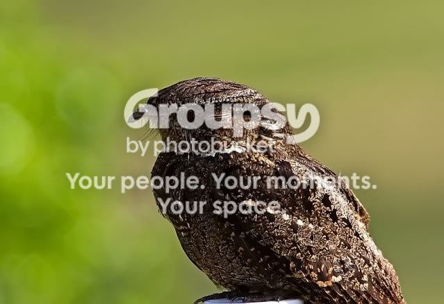 chucks-will-widow-closeup-2_RS.jpg