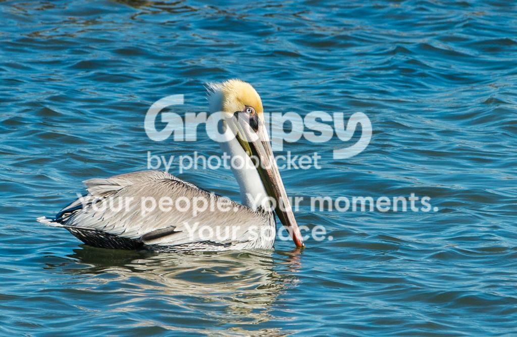BrownPelican_zps3825dc6c.jpg