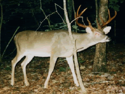 frontpg4.gif