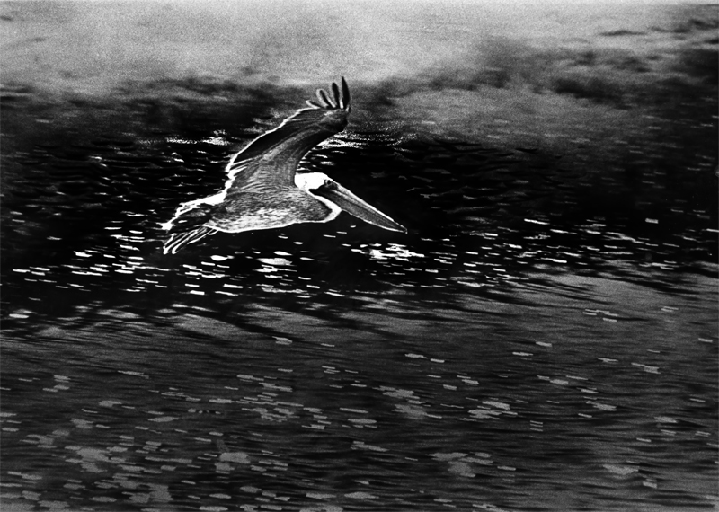 Pelican-2---HP.jpg