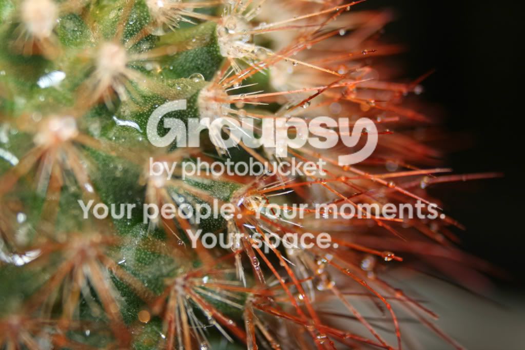 macro052b.jpg