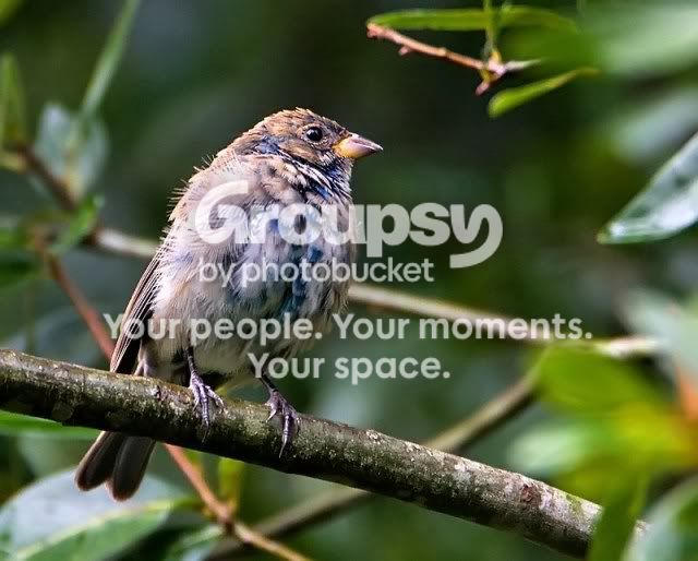 Blue-Bunting-4_RS.jpg
