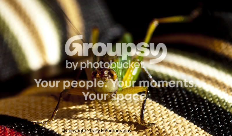 grasshopper.jpg