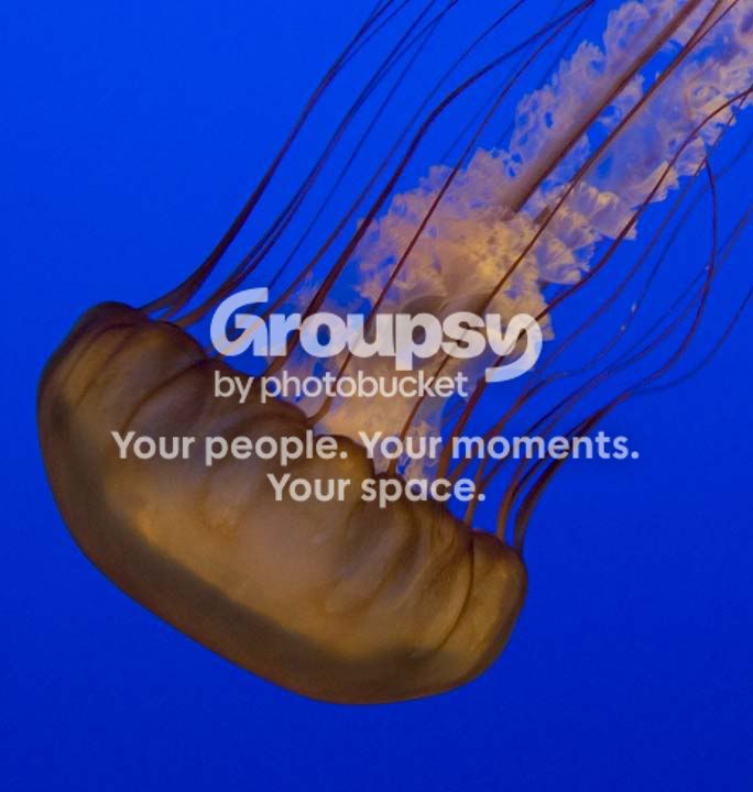 jelly2.jpg