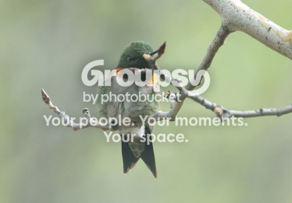 Hummerdarnbranch_zps559b7038.jpg