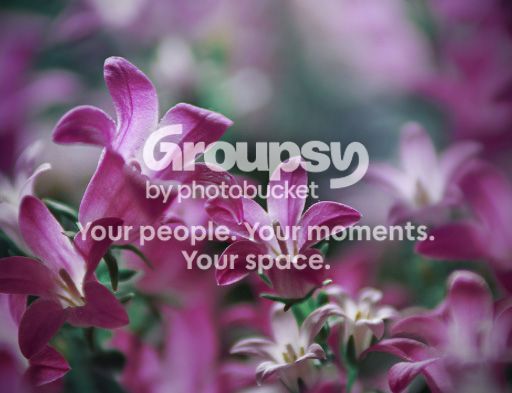 flowers.jpg