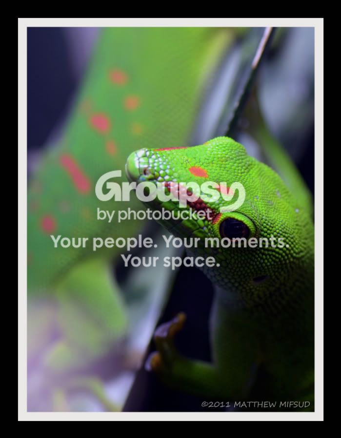 DAYGECKO.jpg