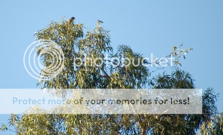 red-tailedhawk2.jpg