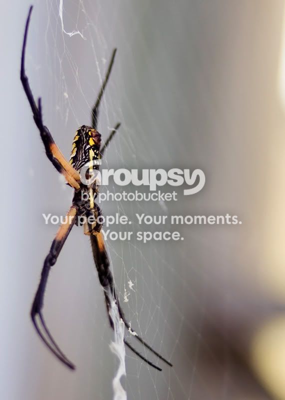 Writer-Spider-40-2.jpg