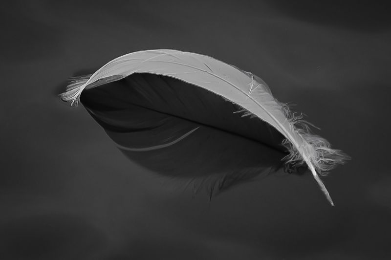 feather.jpg