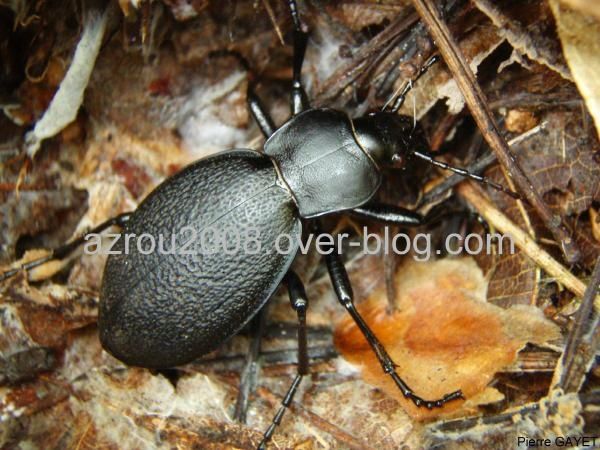 chemilly_insecte.JPG
