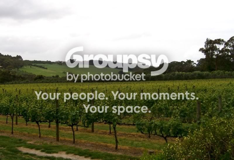 grapevines2.jpg