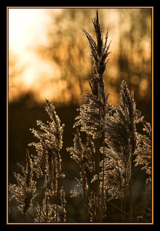 Thema_Bokeh_03.jpg