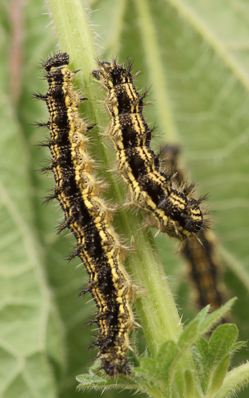 small_tortoiseshell_02.jpg