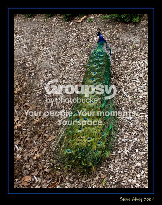 Peacock-out-for-a-stroll-1981.jpg