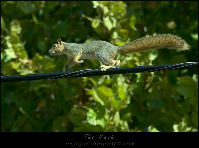 squirrel02.jpg